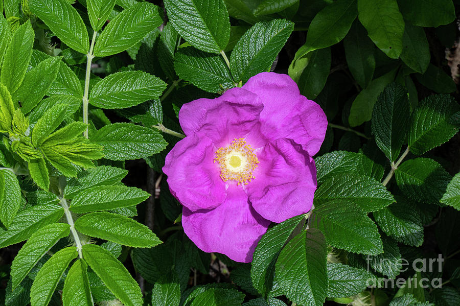 Rhode Island Pink Japanese Rose Photograph by Bob Phillips