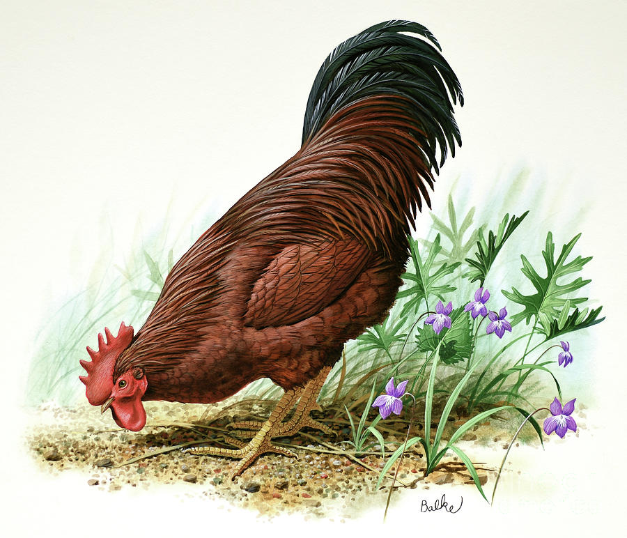 Rhode Island Red And Garden Violet - Rhode Island Painting by Don Balke