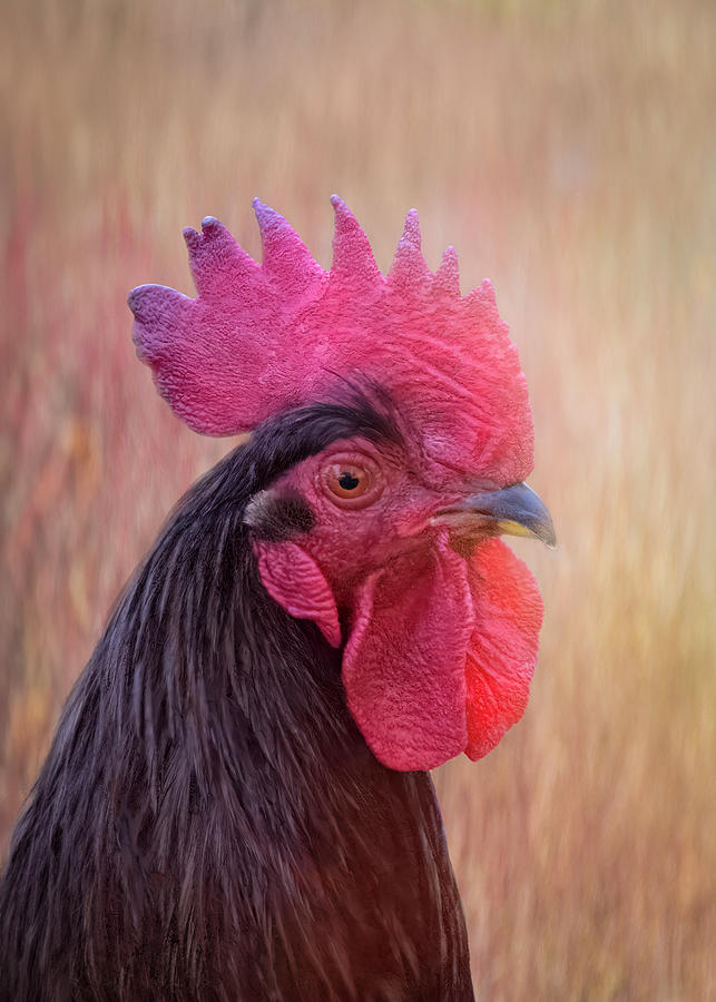 Rhode Island Red Rooster Head Profile Photograph by Patti Deters