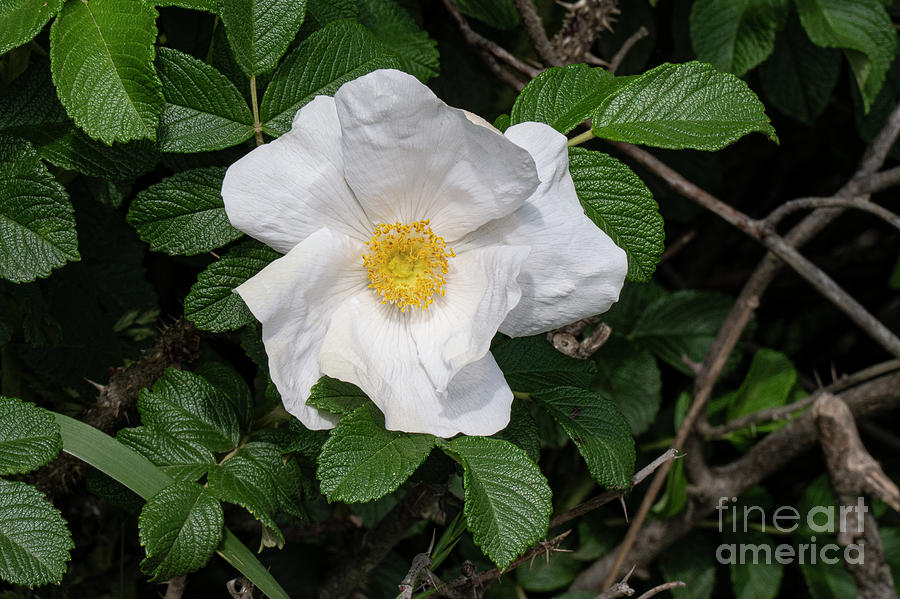 Rhode Island White Japanese Rose Photograph by Bob Phillips