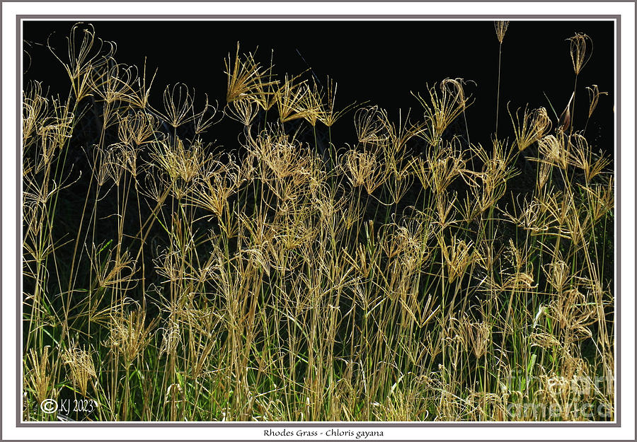 Rhodes Grass  Chloris gayana Photograph by Klaus Jaritz