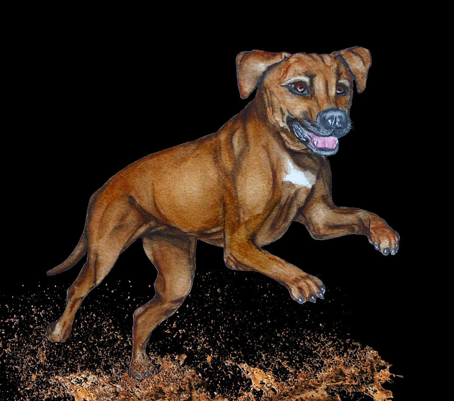 Rhodesian Ridgeback Dogs Muddy Jump Mixed Media by Kelly Mills