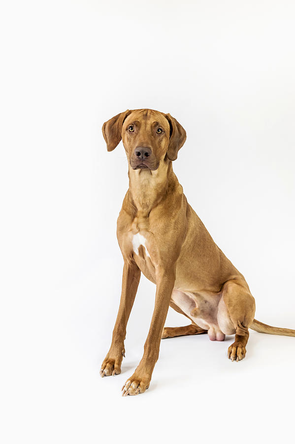 Rhodesian Ridgeback in front of white background Photograph by Westend61