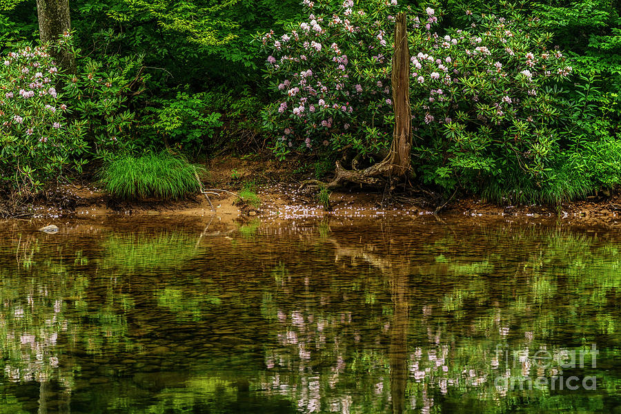 Rhododendron along the River Photograph by Thomas R Fletcher