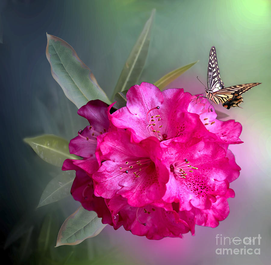 Rhododendron  and Swallowtail Mixed Media by Morag Bates