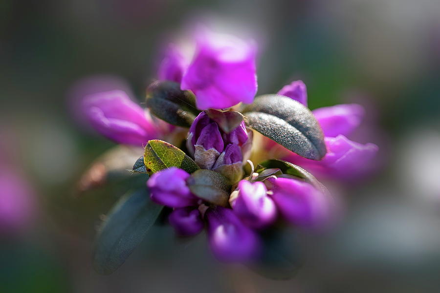 Rhododendron Artistic Flower In Latvia   Photograph by Aleksandrs Drozdovs