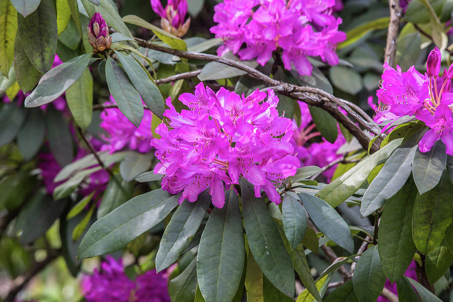 Rhododendron at Kew Gardens Photograph by Dee Carpenter