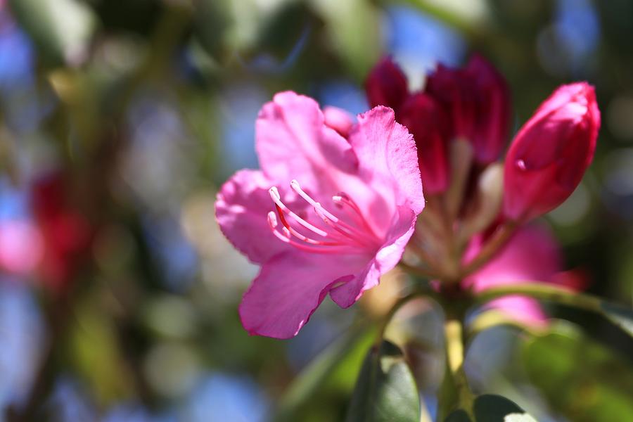 Rhododendron Awaking  Photograph by Carol Montoya