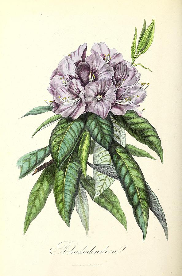 Rhododendron Mixed Media by World Art Collective