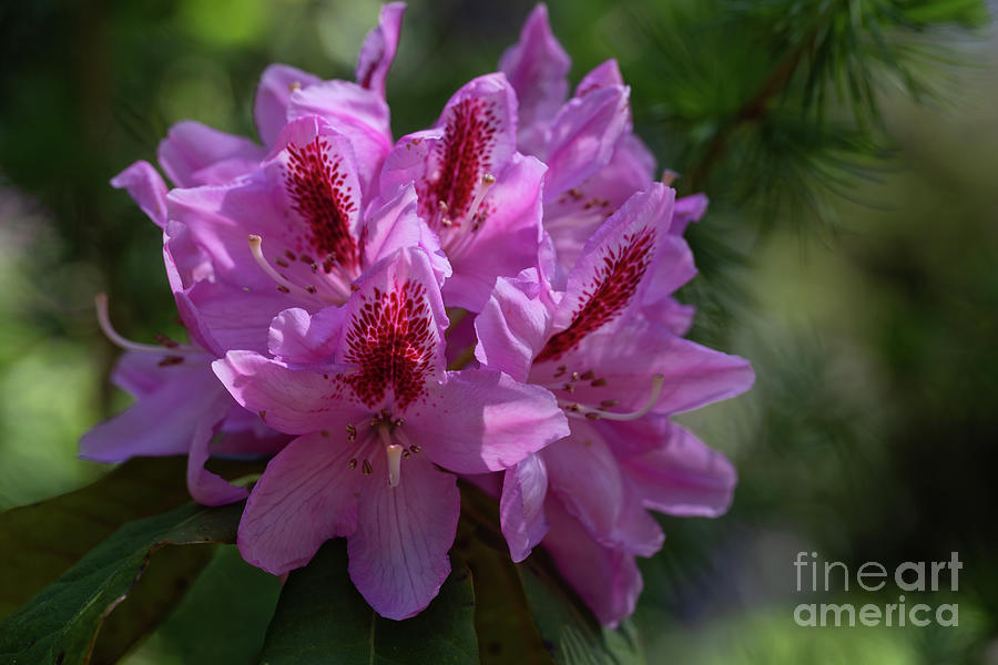 Rhododendron Beauty Photograph by Eva Lechner