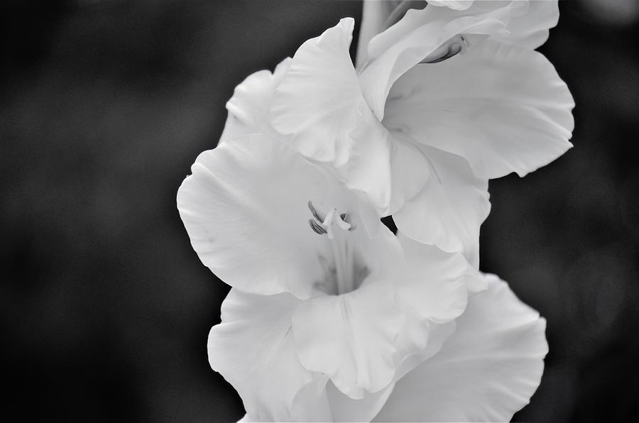 Rhododendron Black And White Photograph