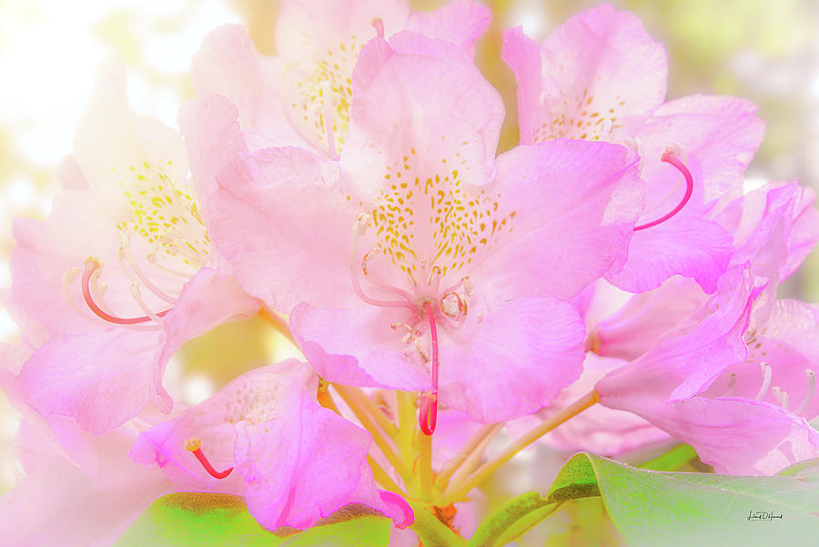 Rhododendron Bloom Photograph by Leland D Howard
