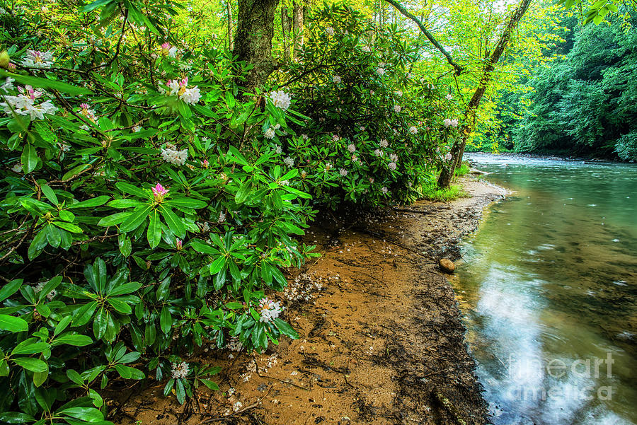 Tree Photograph - Rhododendron Blooming along the Back Fork of Elk River by Thomas R Fletcher