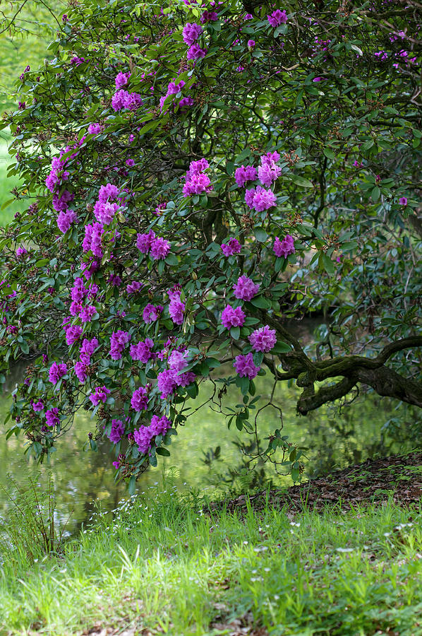 Rhododendron Blooms over Water Stream 1 Photograph by Jenny Rainbow