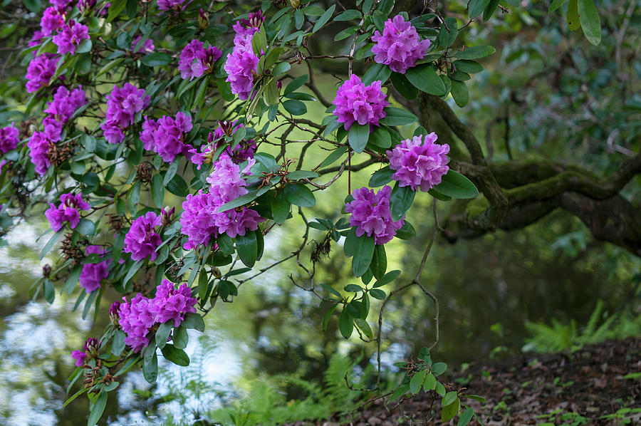 Rhododendron Blooms over Water Stream 2 Photograph by Jenny Rainbow