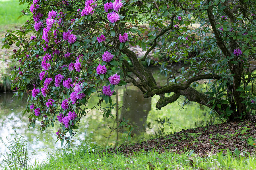 Rhododendron Blooms over Water Stream Photograph by Jenny Rainbow