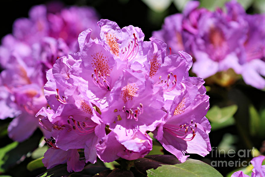 Rhododendron Blossom Photograph