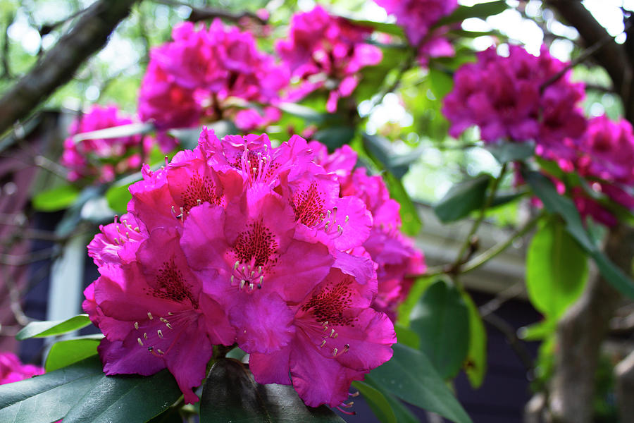 Rhododendron Blossom Photograph by Geoff Jewett