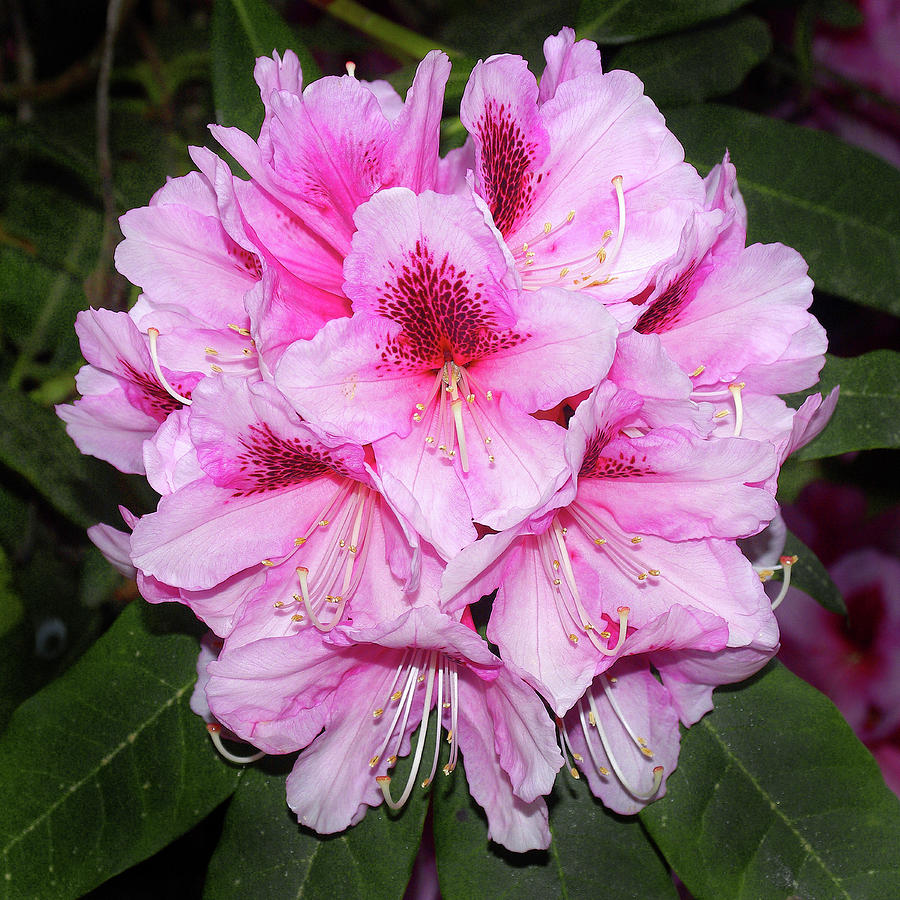 Spring Photograph - Rhododendron Bouquet by Douglas Taylor