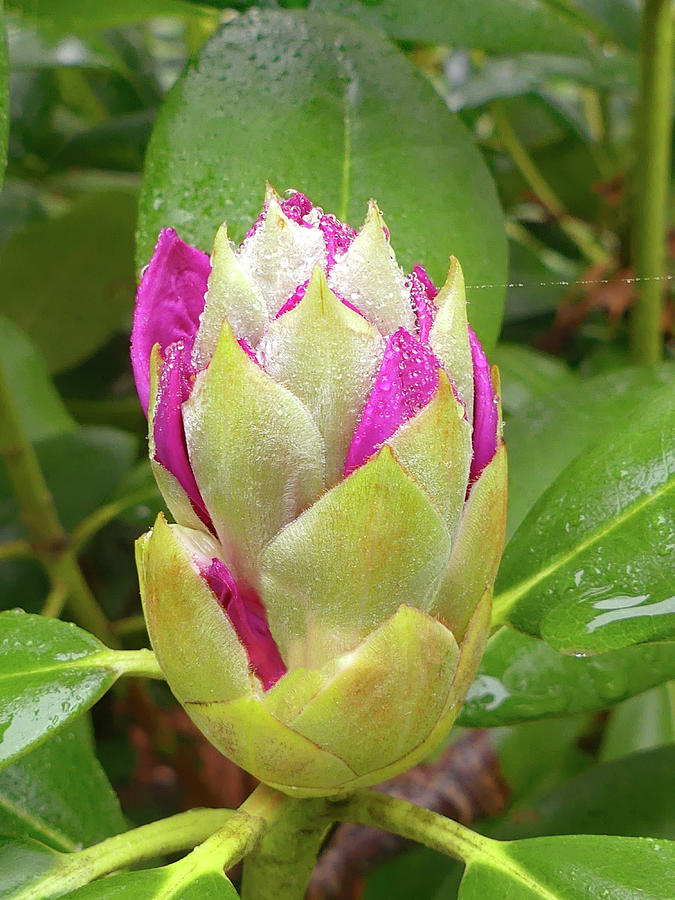 Rhododendron Bud with Dew Photograph by Sharon Williams Eng