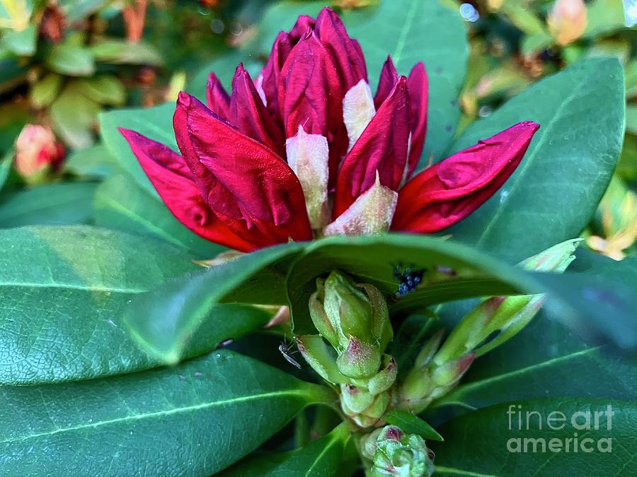Flower Photograph - Rhododendron Buds  by Eunice Warfel