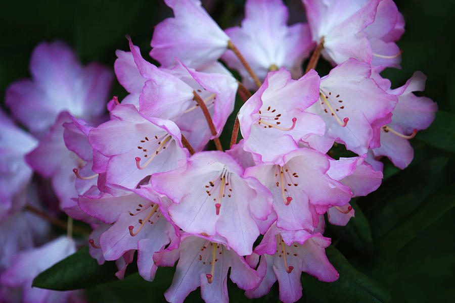 Rhododendron Photograph by Cheryl Day