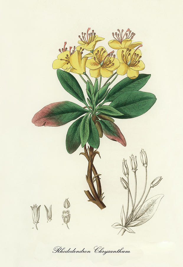 Nature Digital Art - Rhododendron Chrysanthum - Golden Flowered Rhododendron - Medical Botany by Studio Grafiikka