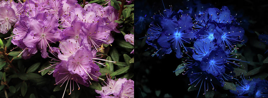 Rhododendron Compare Photograph by Shane Bechler