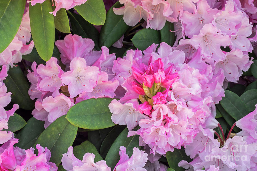 Rhododendron Comte du Parc Photograph by Arterra Picture Library