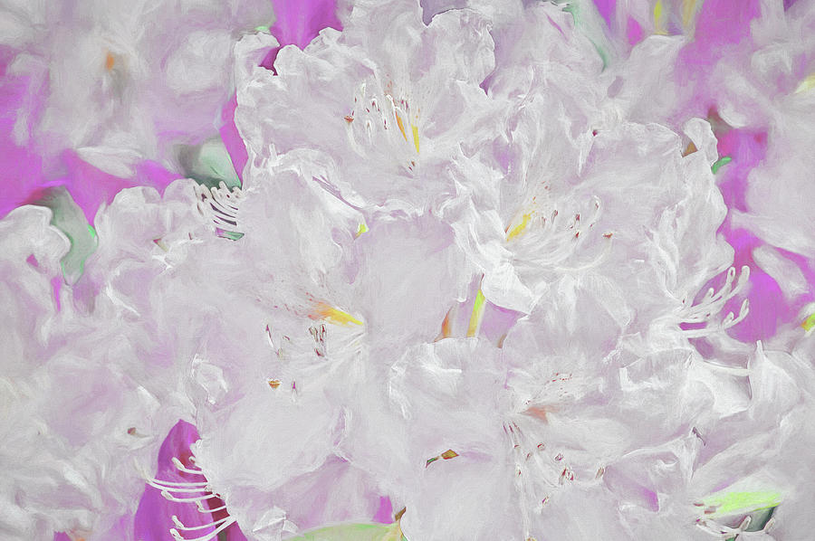 Rhododendron Digital Painting Photograph by Sharon Talson