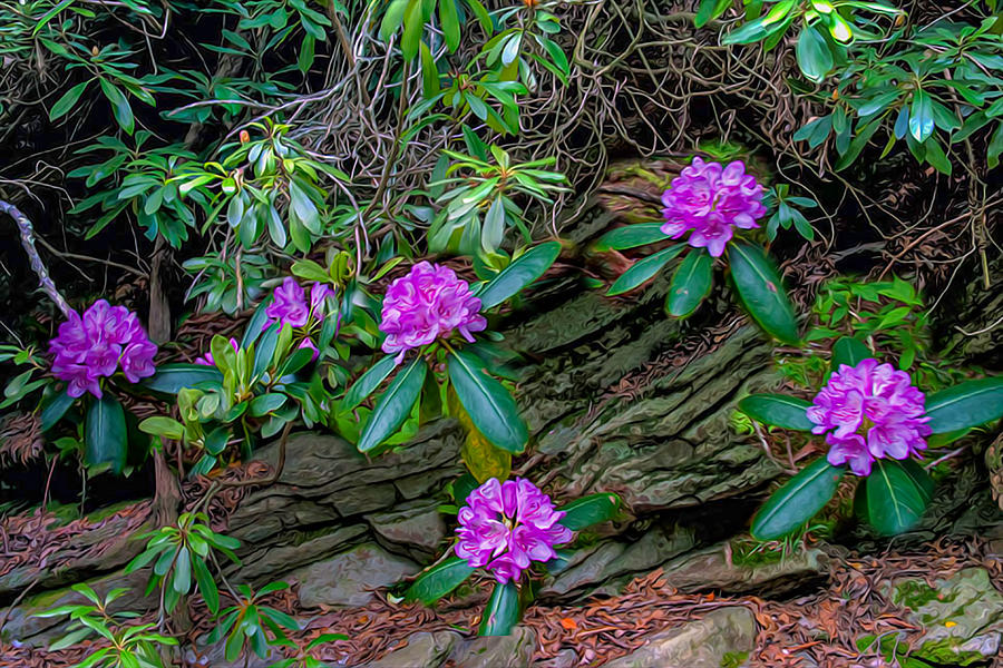 Rhododendron Display Photograph by Jim Dollar