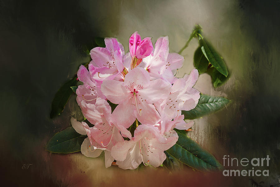 Rhododendron Photograph by Elaine Teague