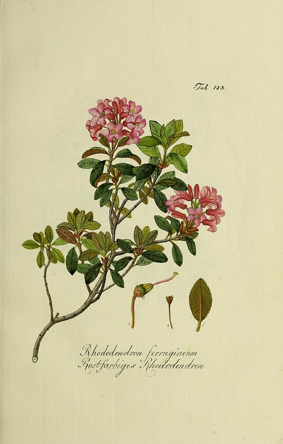 Rhododendron Ferrugineum Mixed Media by World Art Collective