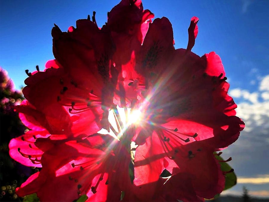 Rhododendron Flare Photograph by David Matthews