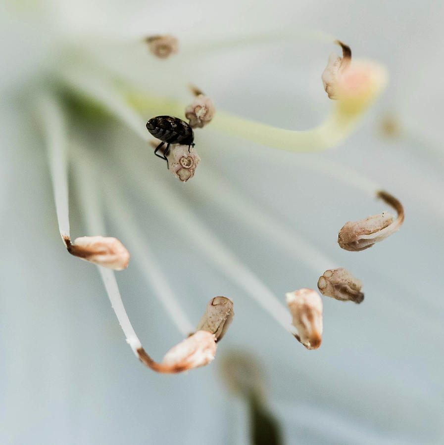 Rhododendron flower and insect Photograph by Alan Goldberg