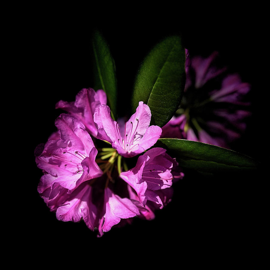 Rhododendron Flower Photograph by Jean-Pierre Ducondi