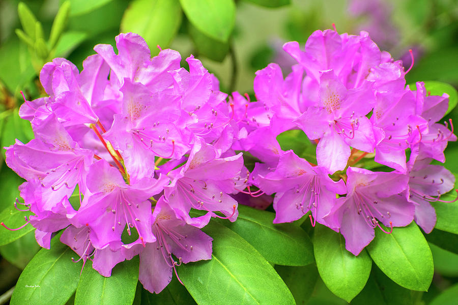 Rhododendron Flowers Photograph by Christina Rollo