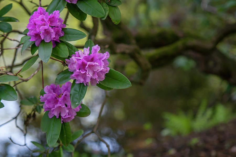 Rhododendron Flowers over Water Photograph by Jenny Rainbow