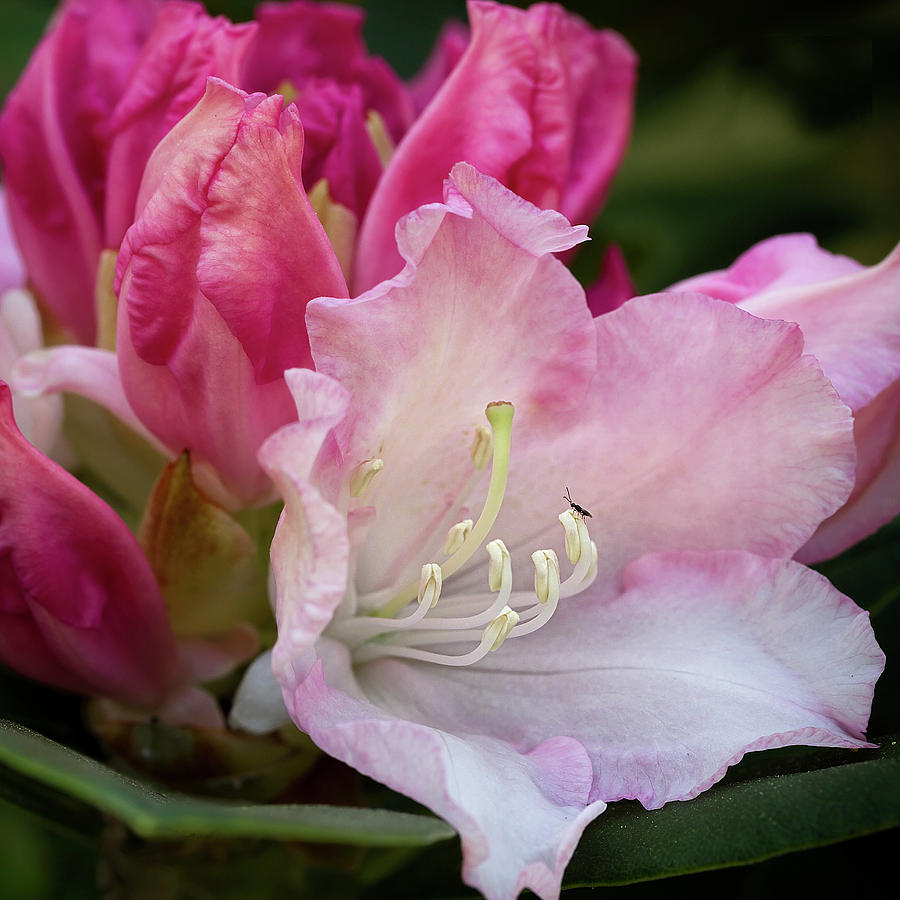 Rhododendron flowers Photograph by Shirley Mitchell