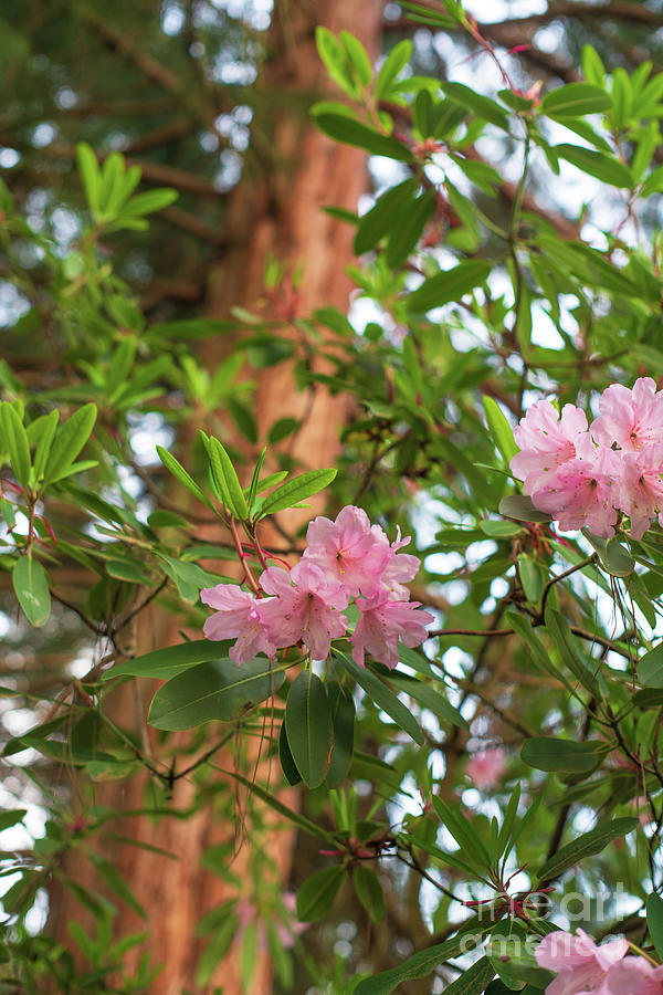 Rhododendron Forest Photograph