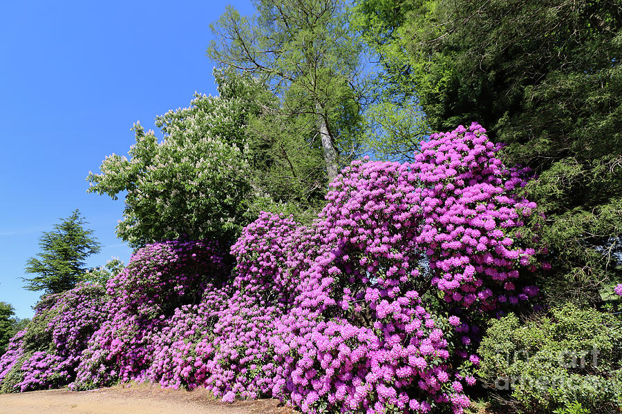 Rhododendron Glory Photograph by Eva Lechner