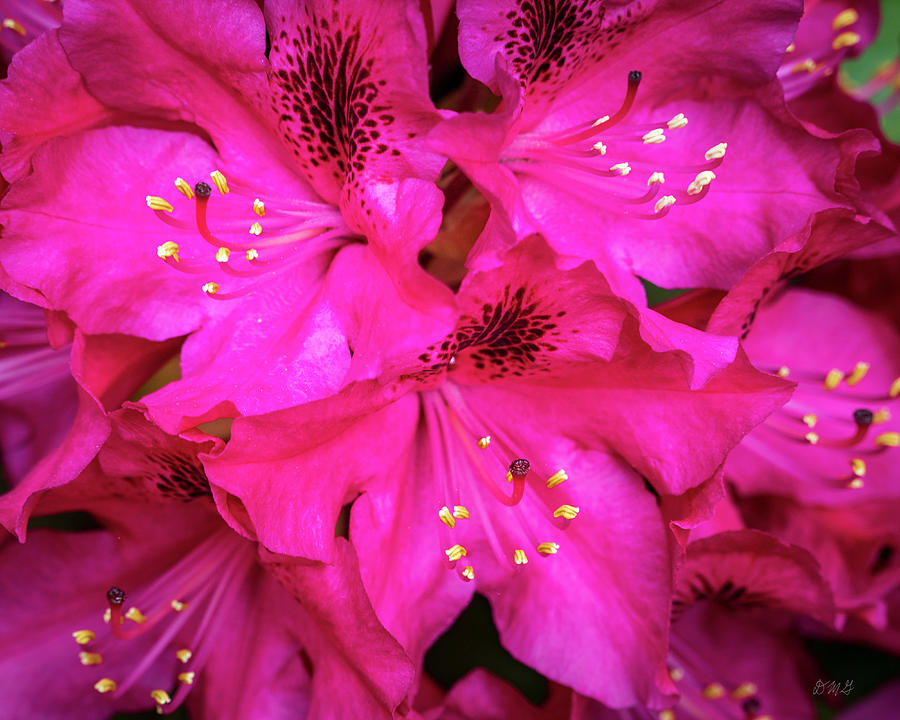 Rhododendron I Color Photograph by David Gordon