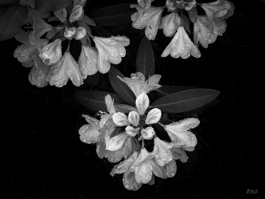 Rhododendron II BW Photograph by David Gordon
