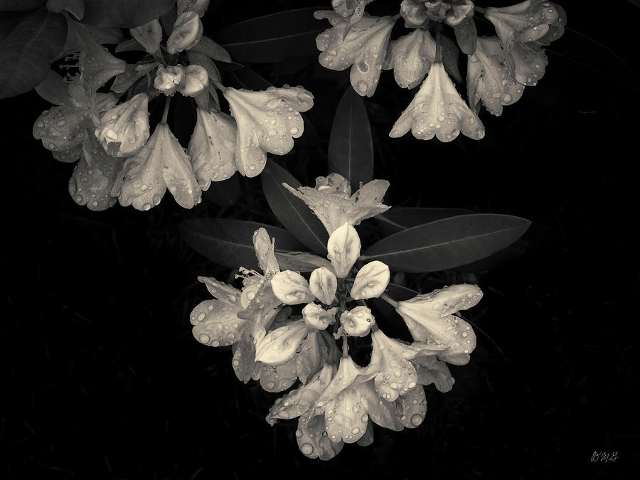 Rhododendron II Toned Photograph by David Gordon