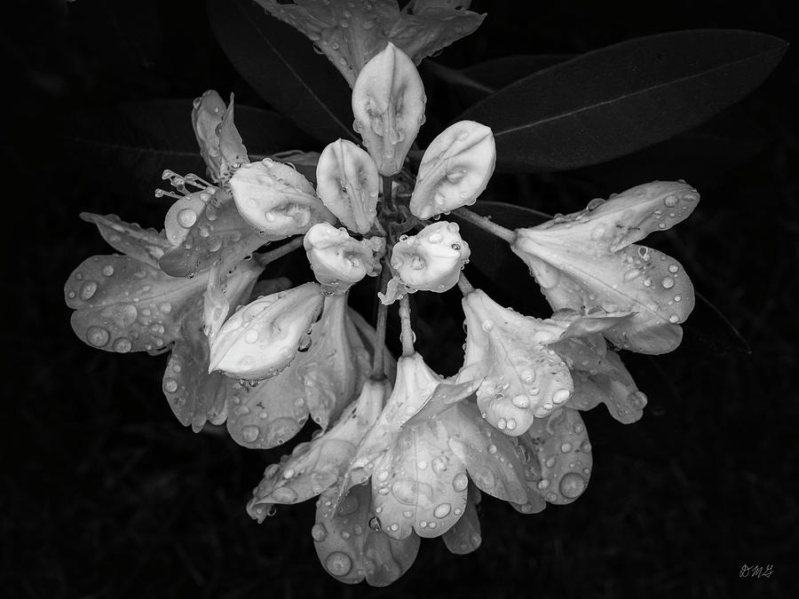 Rhododendron III BW Photograph by David Gordon