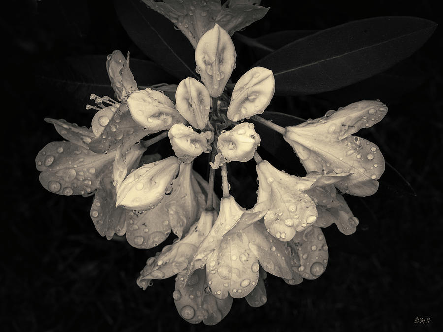 Rhododendron III Toned Photograph by David Gordon