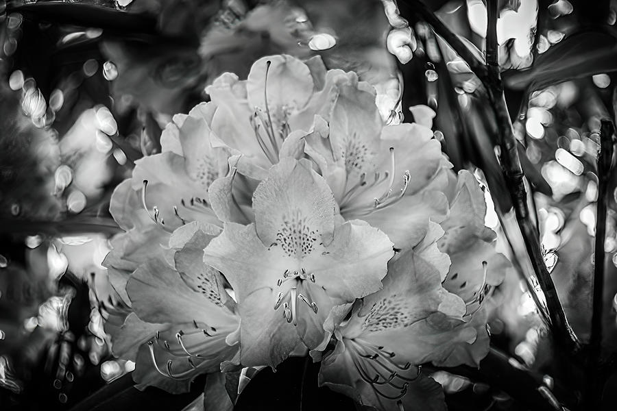 Rhododendron In Bloom Photograph