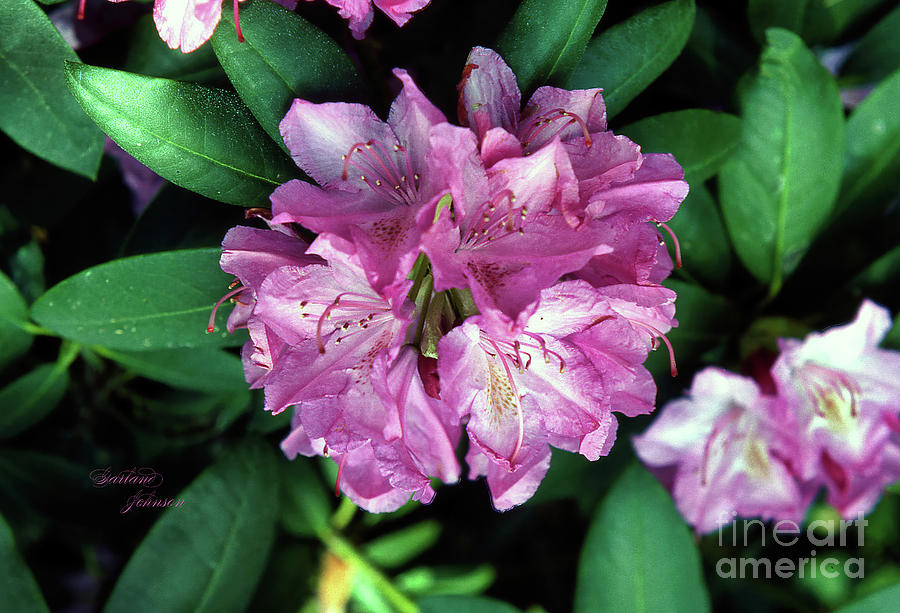 Flowers Still Life Photograph - Rhododendron In Bloom by Garland Johnson