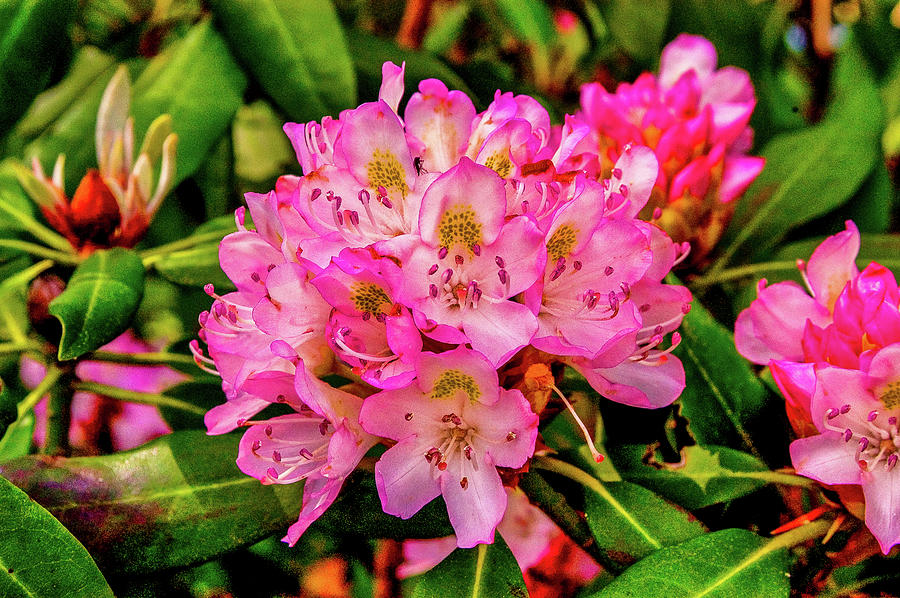 Rhododendron in Bloom Photograph by James C Richardson