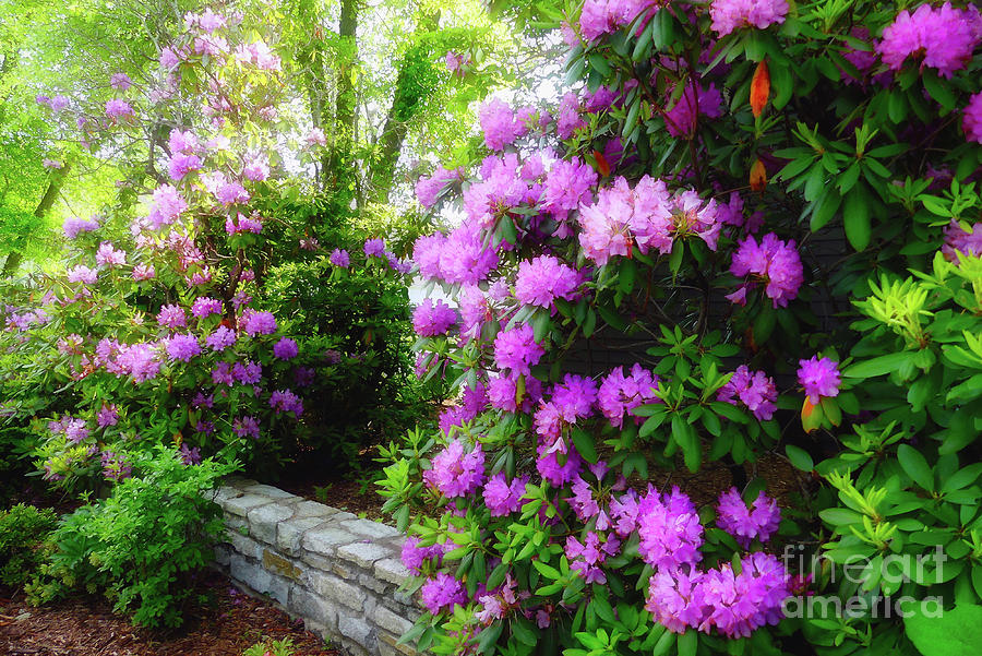 Rhododendron in Blowing Rock Photograph by Amy Dundon